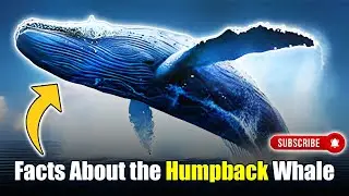 Journey into the Unknown: 10 Rare Facts Unveiled About the Humpback Whale
