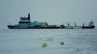 Встреча атомного ледокола с семьей белых медведей