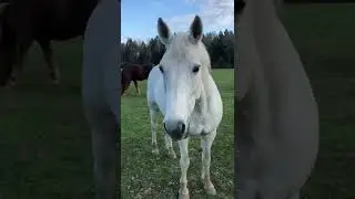🐴Подписывайтесь на Инсту @GAR_SHAP