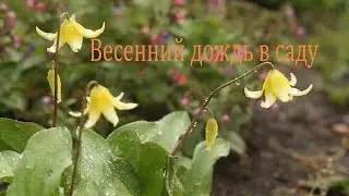 Весенний дождь в саду