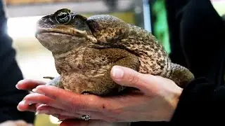 AGA TOAD. Huge and poisonous