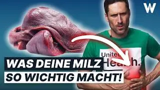 Unsere Milz: Wichtiger als gedacht! Unglaubliche Fakten und was Du wissen solltest!