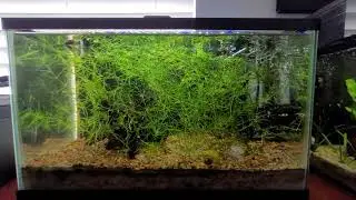 10 Gallon Guppy Fry Aquarium