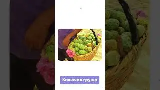 Самые РЕДКИЕ ФРУКТЫ в Мире #shorts #интересныефакты #фрукты