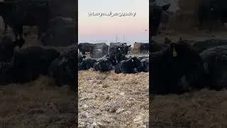 У Тёлок своих спросил