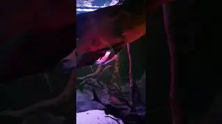 Немного о себе. Аквариумистика - юмор