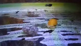 Улитки и мальки маланезии 🐠🐠🐠🐌🐌🐟🐟
