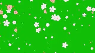 Flower Petals Falling Green Screen Effects Animations | Flowers Petals Chroma key