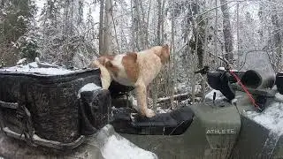 ТРОФЕЙНЫЙ БЫК ИЗ ПОД МОЛОДЫХ СОБАК