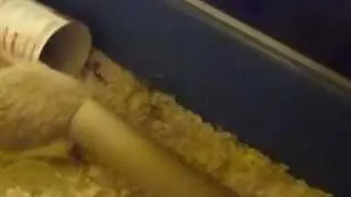 Henry Hedgehog