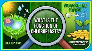 What is the function of chloroplasts? | Facty Science Q&A 06 | Biology | GK