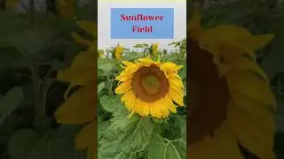 SUNFLOWER FIELD🌻🌻🌻 | AMAZINGLY MIRA| #SHORT
