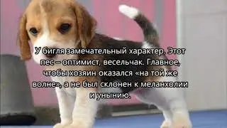 Топ 5 фактов о бигле.