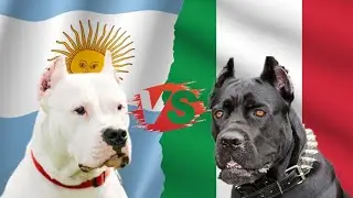 Cane corso vs Dogo Argentino : which breed will win?