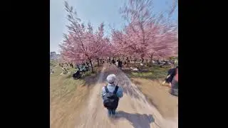 Sakura Spring 2021