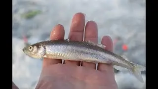 Что такое рыбалка на корюшку в Питере