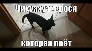 Чихуахуа Фрося и губная гармошка. Прикольная собака! | Дом в Подмосковье