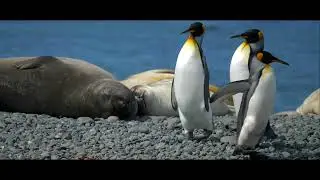 MACQUARIE / SANDY BAY,  SUBANTARCTIC ISLANDS, New Zealand