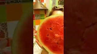 Арбузное лето