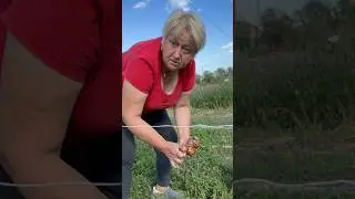Зять знає де брати