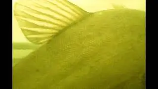 Линь под льдом.