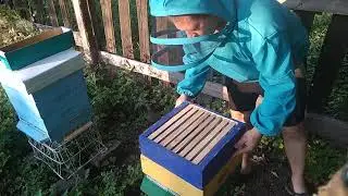 Альпийцы осмотр 24 07 21г