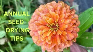 Easy Way to Drying and Saving Your Annual Seeds         #flowers