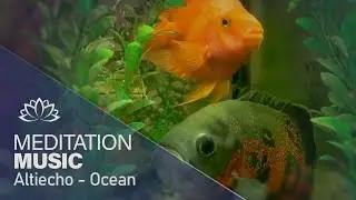 Relaxing Aquarium 5 minute of Meditation Music / Healing Sleep Music!