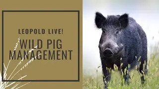 Leopold Live: Wild Pig Management