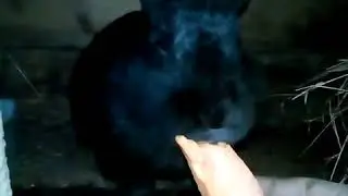 Ушастый - питомец № 2.