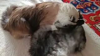 Ося напал на Тимона😁😁😁