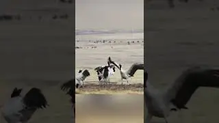 The red-crowned crane dances gracefull