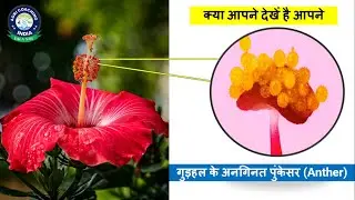 Anthers of Hibiscus |  गुड़हल के अनगिनत पुंकेसर