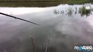 Кильбахтино Пруд с карасями...