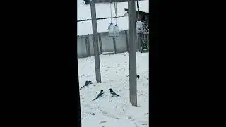 Сороки вместо голубей  Наблюдаем за птицами