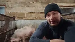 ‼️## What medications should be given to piglets in case of poisoning and drug overdose ## ‼️