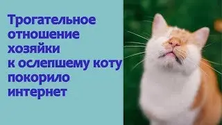Трогательное отношение хозяйки к ослепшему коту покорило интернет