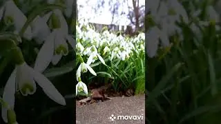 Подснежники/ Галантусы