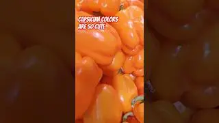 CAPSICUM