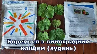 Боремося з виноградним кліщем 2024