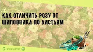 Как отличить розу от шиповника по листьям