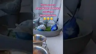 ГРИША Урок для попугая 