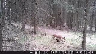 vlk mizí v lese(The wolf disappears in the forest)