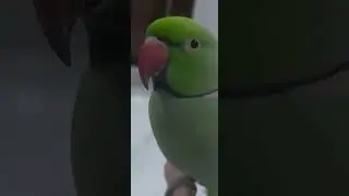 bad mood | angry bird | Talking parrot | Indian ring neck