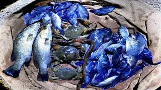 REJEKI NOMBAK IKAN DI MUSIM KEMARAU