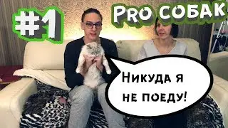 Pro собак #3 Животные в машине, наш личный опыт