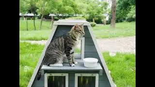 Outdoor cat house