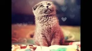 Милые котятки