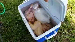 Butchering Day for chickens