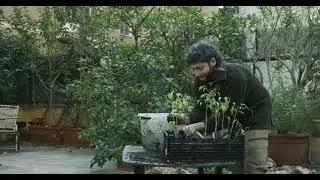 Bosco di Talee di Ficus - Rinvaso in cassetta - Bonsai fatto male e di fretta vol.1